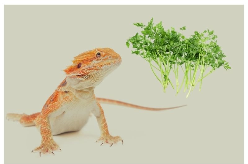 Can Bearded Dragons Eat Parsley? Bearded Dragons Diet