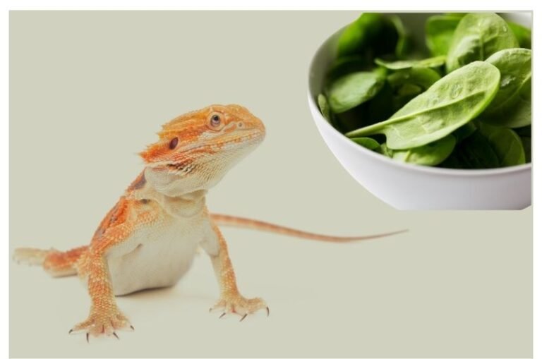 Can bearded dragons eat strawberries? Bearded Dragons Diet