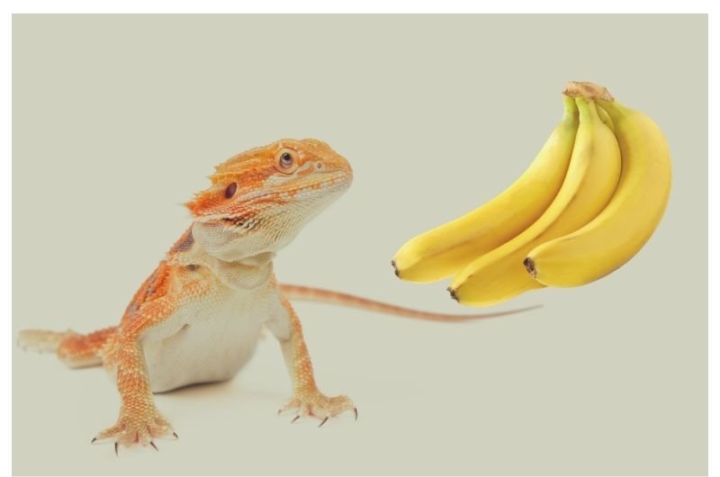 Can Bearded Dragons Eat Bananas A detailed Guide