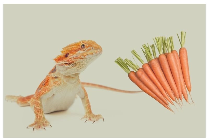 Can Bearded Dragons Eat Carrots? Bearded Dragons Diet