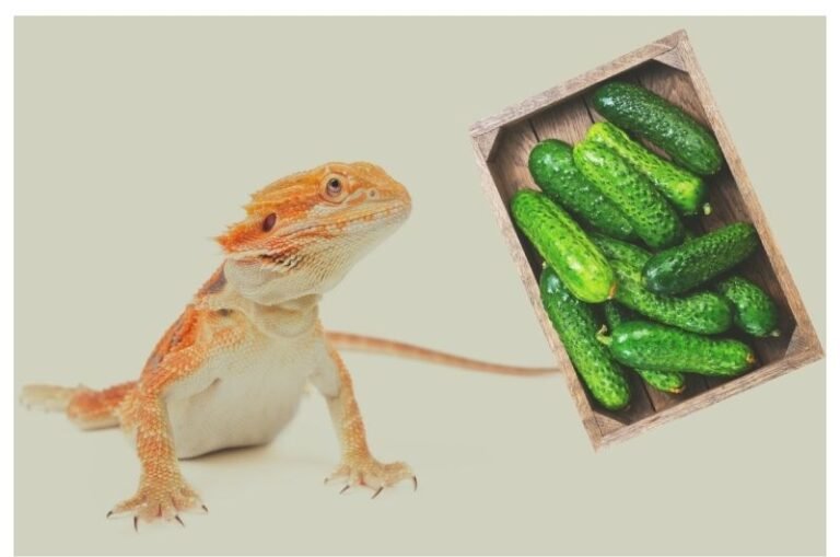 Can Bearded Dragons Eat Watermelons Bearded Dragons Diet